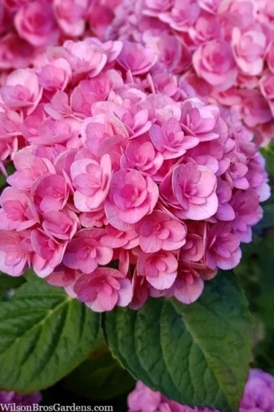 Love Hydrangea - 3 Gallon Pot 9 Love Hydrangea - 3 Gallon Pot -Chaste Tree World hydrangea macrophylla love 1