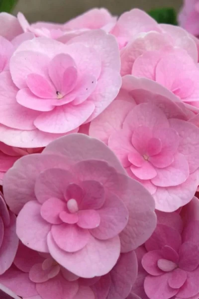 Love Hydrangea - 3 Gallon Pot