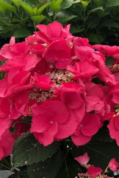 Cherry Explosion Hydrangea - 1 Gallon Pot -Chaste Tree World hydrangea macrophylla mckay cherry explosion 100 1