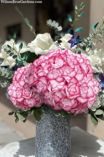 Miss Saori Hydrangea - 1 Gallon Pot 12 Miss Saori Hydrangea - 1 Gallon Pot -Chaste Tree World hydrangea macrophylla miss saori 20