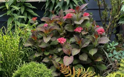 Miss Saori Hydrangea - 1 Gallon Pot 13 Miss Saori Hydrangea - 1 Gallon Pot -Chaste Tree World hydrangea macrophylla miss saori 9