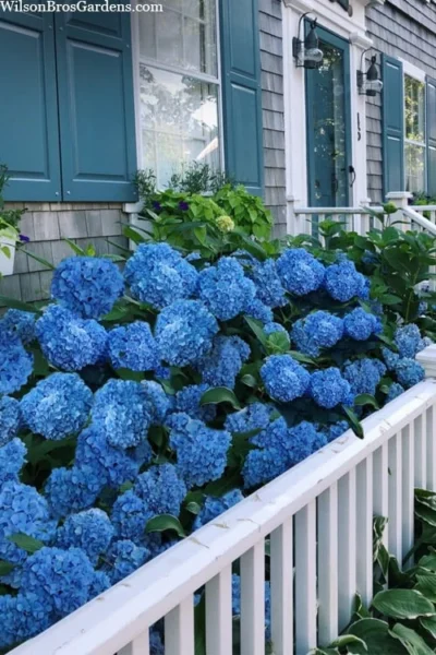 Nantucket Blue Hydrangea - 3 Gallon Pot -Chaste Tree World hydrangea macrophylla nantucket 2