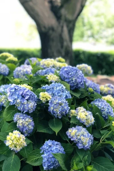Nantucket Blue Hydrangea - 3 Gallon Pot -Chaste Tree World hydrangea macrophylla nantucket 3
