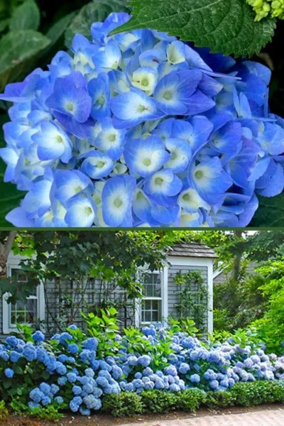 Nantucket Blue Hydrangea - 3 Gallon Pot -Chaste Tree World hydrangea macrophylla nantucket 4