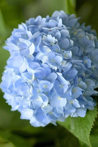 Penny Mac Hydrangea - 2 Gallon Pot 8 Penny Mac Hydrangea - 2 Gallon Pot -Chaste Tree World hydrangea macrophylla penny mac 21 2