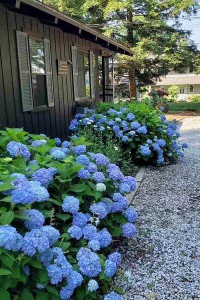 Penny Mac Hydrangea - 1 Gallon Pot 9 Penny Mac Hydrangea - 1 Gallon Pot -Chaste Tree World hydrangea macrophylla penny mac 23 1