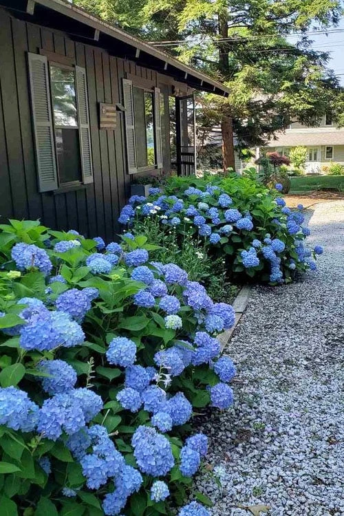 Penny Mac Hydrangea - 2 Gallon Pot 5 Penny Mac Hydrangea - 2 Gallon Pot - Image 5