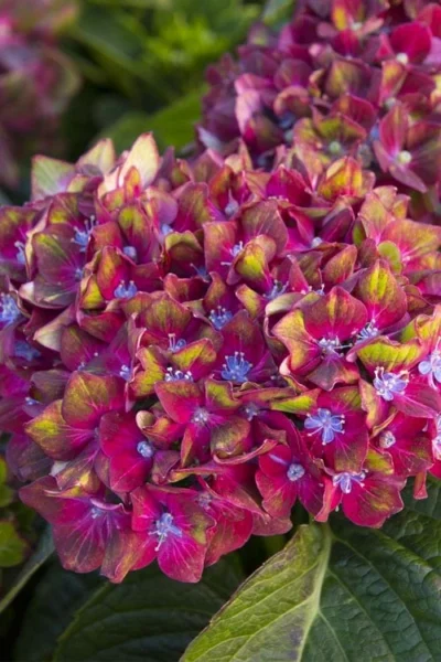 Pistachio Hydrangea - 3 Gallon Pot 13 Pistachio Hydrangea - 3 Gallon Pot -Chaste Tree World hydrangea macrophylla pistachio 2
