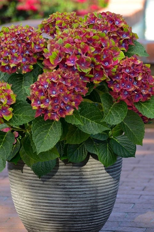 Pistachio Hydrangea - 5 Gallon Pot 1 Pistachio Hydrangea - 5 Gallon Pot