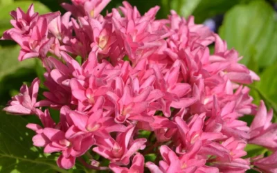 Princess Diana Hydrangea - 3 Gallon Pot -Chaste Tree World hydrangea macrophylla princess diana 1