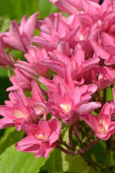 Princess Diana Hydrangea - 3 Gallon Pot -Chaste Tree World hydrangea macrophylla princess diana 3