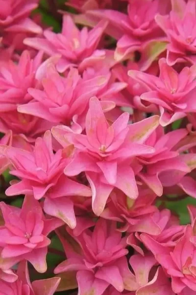 Princess Diana Hydrangea - 3 Gallon Pot -Chaste Tree World hydrangea macrophylla princess diana 6