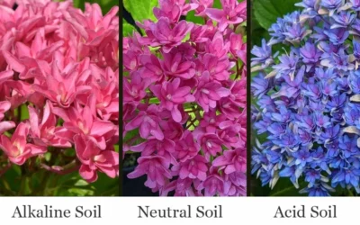 Princess Diana Hydrangea - 3 Gallon Pot -Chaste Tree World hydrangea macrophylla princess diana 8