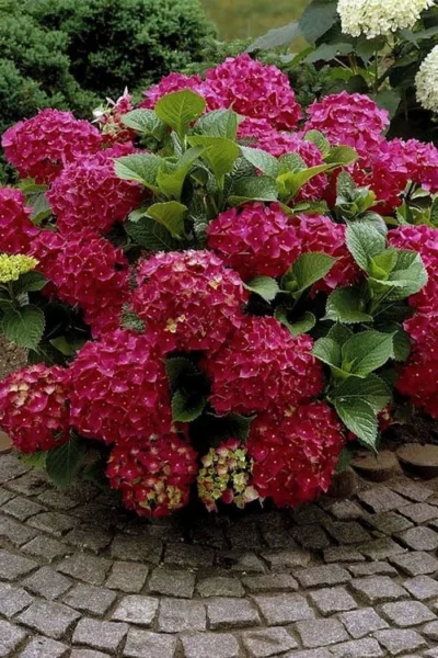 Red Sensation Hydrangea - 3 Gallon Pot -Chaste Tree World hydrangea macrophylla red sensation 2