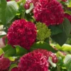 Red Sensation Hydrangea - 3 Gallon Pot