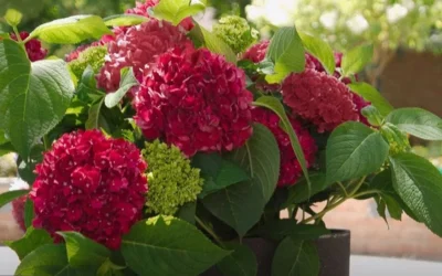 Red Sensation Hydrangea - 3 Gallon Pot -Chaste Tree World hydrangea macrophylla red sensation 6