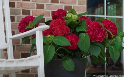 Red Sensation Hydrangea - 3 Gallon Pot -Chaste Tree World hydrangea macrophylla red sensation 7