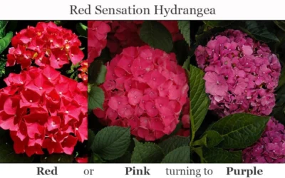 Red Sensation Hydrangea - 3 Gallon Pot -Chaste Tree World hydrangea macrophylla red sensation 8