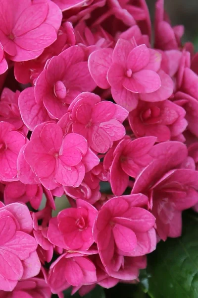 Ruby Blossom Double Hydrangea - 2 Gallon Pot -Chaste Tree World hydrangea macrophylla ruby blossom 2