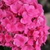 Ruby Blossom Double Hydrangea - 2 Gallon Pot