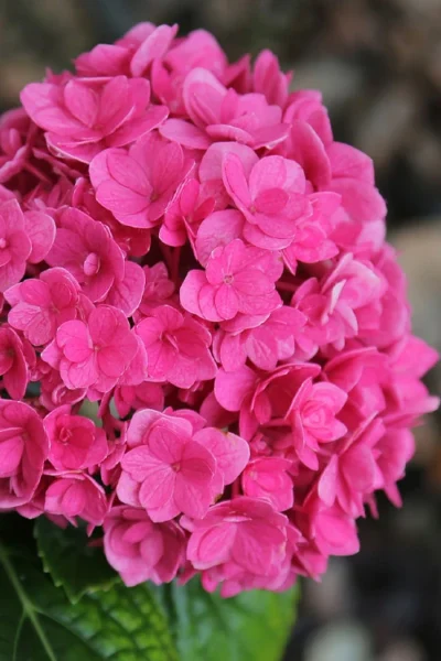 Ruby Blossom Double Hydrangea - 2 Gallon Pot
