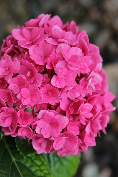Ruby Blossom Double Hydrangea - 2 Gallon Pot -Chaste Tree World hydrangea macrophylla ruby blossom 4