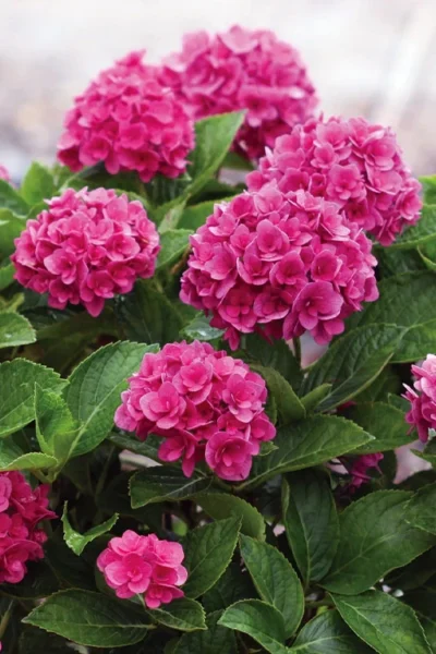 Ruby Blossom Double Hydrangea - 2 Gallon Pot -Chaste Tree World hydrangea macrophylla ruby blossom 5