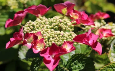Teller Red Hydrangea - 1 Gallon Pot -Chaste Tree World hydrangea macrophylla teller red 3