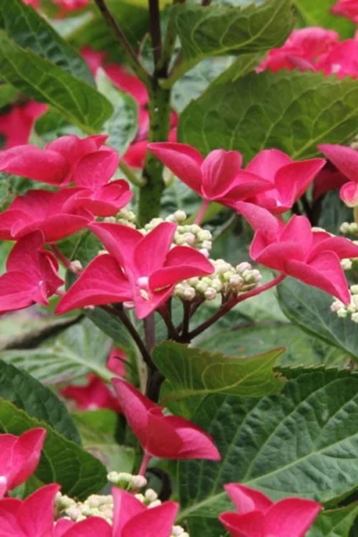 Teller Red Hydrangea - 1 Gallon Pot -Chaste Tree World hydrangea macrophylla teller red 4