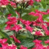 Teller Red Hydrangea - 1 Gallon Pot