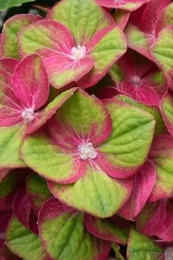 Tilt-A-Swirl Hydrangea - 3 Gallon Pot -Chaste Tree World hydrangea macrophylla tilt a swirl 4