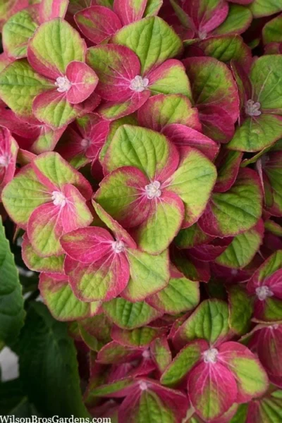 Tilt-A-Swirl Hydrangea - 3 Gallon Pot - SALE 11 Tilt-A-Swirl Hydrangea - 3 Gallon Pot - SALE -Chaste Tree World hydrangea macrophylla tilt a swirl 5 1