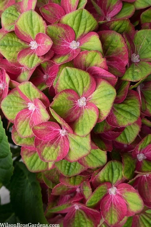 Tilt-A-Swirl Hydrangea - 3 Gallon Pot - SALE 4 Tilt-A-Swirl Hydrangea - 3 Gallon Pot - SALE - Image 4