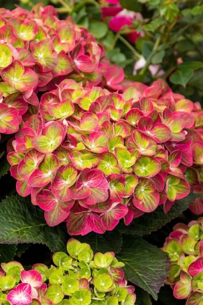 Tilt-A-Swirl Hydrangea - 3 Gallon Pot - SALE 12 Tilt-A-Swirl Hydrangea - 3 Gallon Pot - SALE -Chaste Tree World hydrangea macrophylla tilt a swirl 7 1