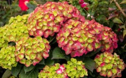 Tilt-A-Swirl Hydrangea - 3 Gallon Pot -Chaste Tree World hydrangea macrophylla tilt a swirl 8