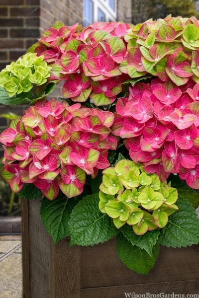 Tilt-A-Swirl Hydrangea - 3 Gallon Pot