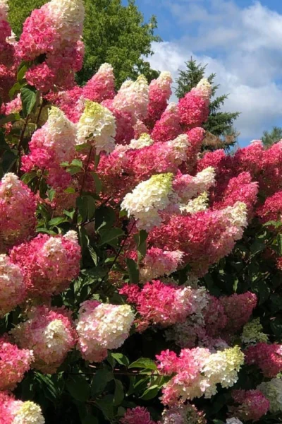 Berry White Hydrangea - Single Trunk Tree Form - 3 Gallon Pot -Chaste Tree World hydrangea paniculata berry white 2