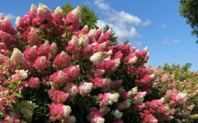 Berry White Panicle Hydrangea - 3 Gallon Pot -Chaste Tree World hydrangea paniculata berry white 4