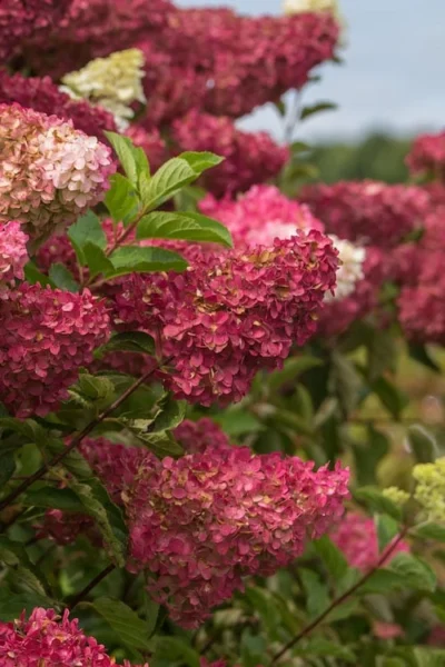 Berry White Panicle Hydrangea - 3 Gallon Pot -Chaste Tree World hydrangea paniculata berry white 5