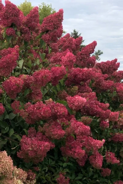 Berry White Panicle Hydrangea - 3 Gallon Pot -Chaste Tree World hydrangea paniculata berry white 7
