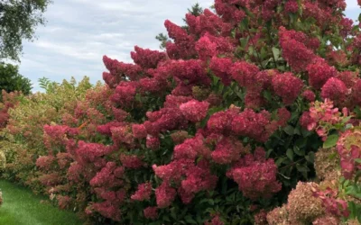 Berry White Panicle Hydrangea - 3 Gallon Pot -Chaste Tree World hydrangea paniculata berry white 8