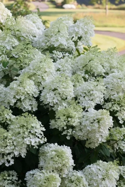 Bobo Hydrangea - 3 Gallon Pot -Chaste Tree World hydrangea paniculata bobo 3