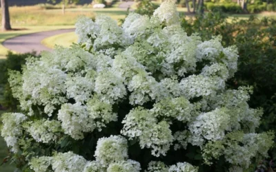 Bobo Hydrangea - 3 Gallon Pot -Chaste Tree World hydrangea paniculata bobo 4