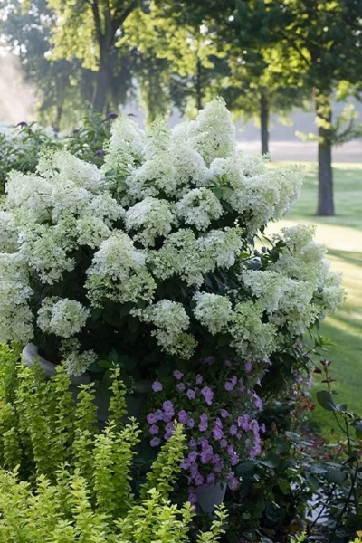 Bobo Hydrangea - 3 Gallon Pot -Chaste Tree World hydrangea paniculata bobo 5
