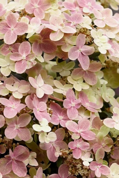 Early Evolution Hydrangea - 1 Gallon Pot -Chaste Tree World hydrangea paniculata early evolution 3
