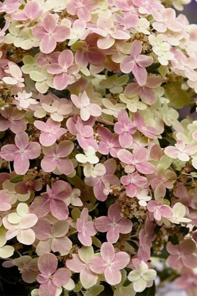 Early Evolution Hydrangea - 1 Gallon Pot -Chaste Tree World hydrangea paniculata early evolution 4