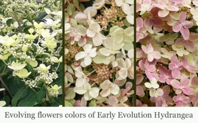 Early Evolution Hydrangea - 1 Gallon Pot -Chaste Tree World hydrangea paniculata early evolution 5