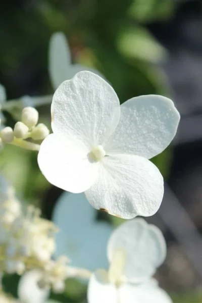 Kyushu Hydrangea - 3 Gallon Pot 13 Kyushu Hydrangea - 3 Gallon Pot -Chaste Tree World hydrangea paniculata kyushu 23