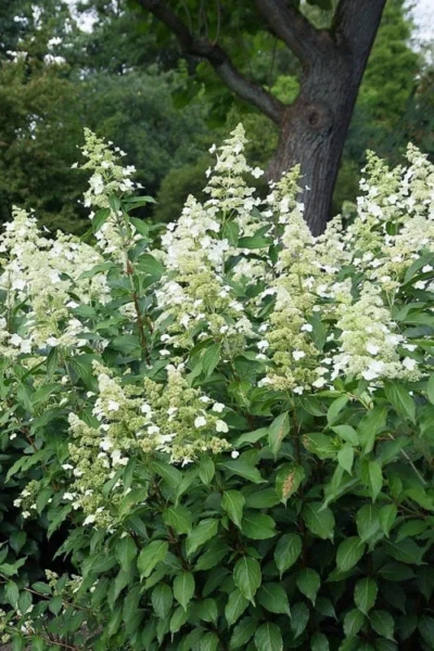 Kyushu Hydrangea - 3 Gallon Pot 12 Kyushu Hydrangea - 3 Gallon Pot -Chaste Tree World hydrangea paniculata kyushu 5