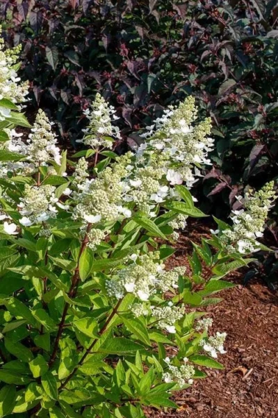 Flare Hydrangea - 3 Gallon Pot -Chaste Tree World hydrangea paniculata lava lamp flare 17